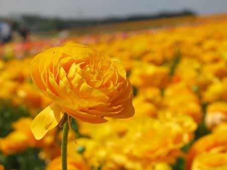 柏林,法兰克福和慕尼黑的标志