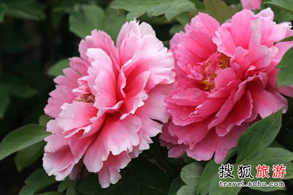201103051630173483.jpg